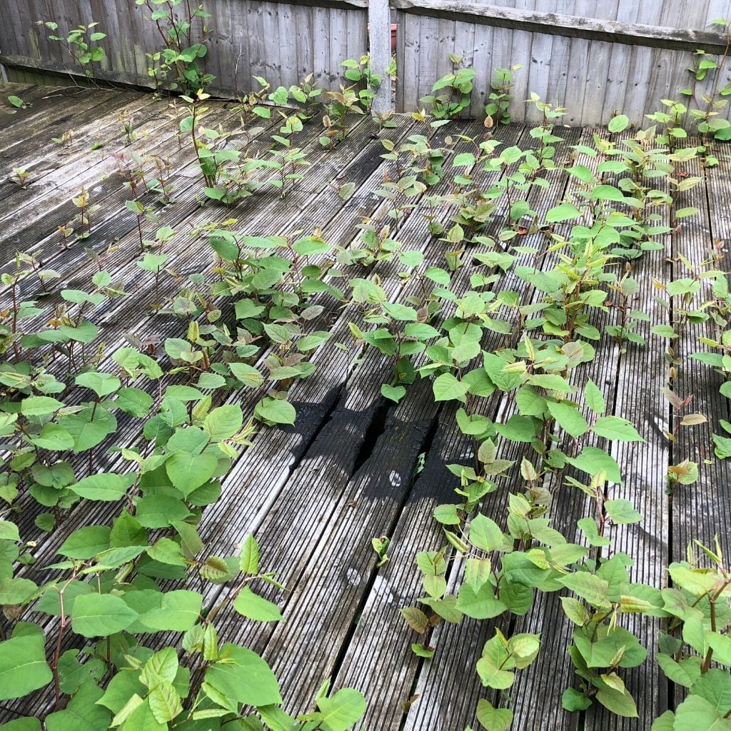 Fallopia japonica - Hierba nudosa japonesa en el suelo