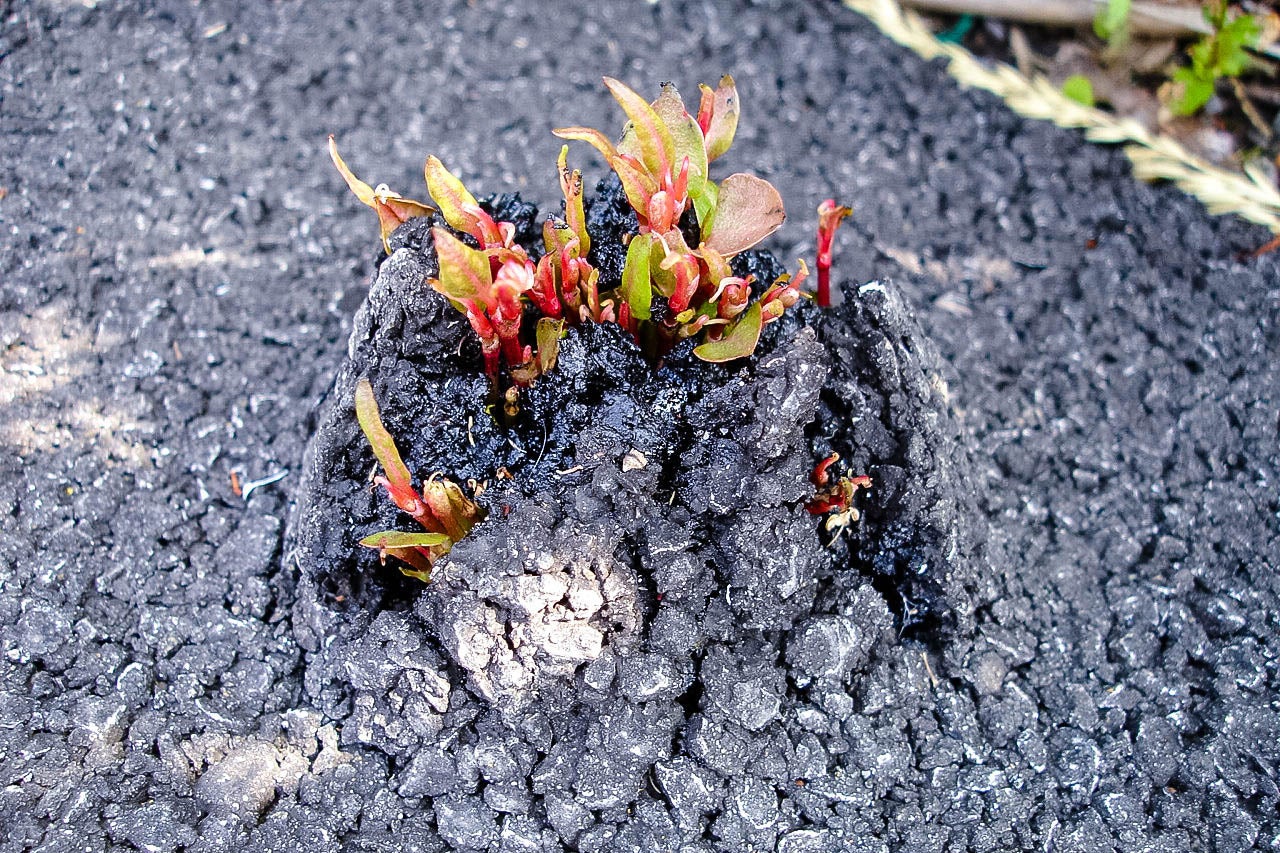 Fallopia japonica - hierba nudosa japonesa - Knotweed