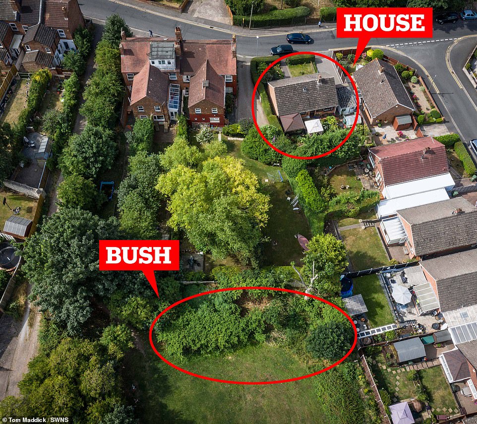 La planta japonesa ASESINA que INVADE los jardines de Reino Unido &raquo; japanese knotweed plant in brickfields park worcester