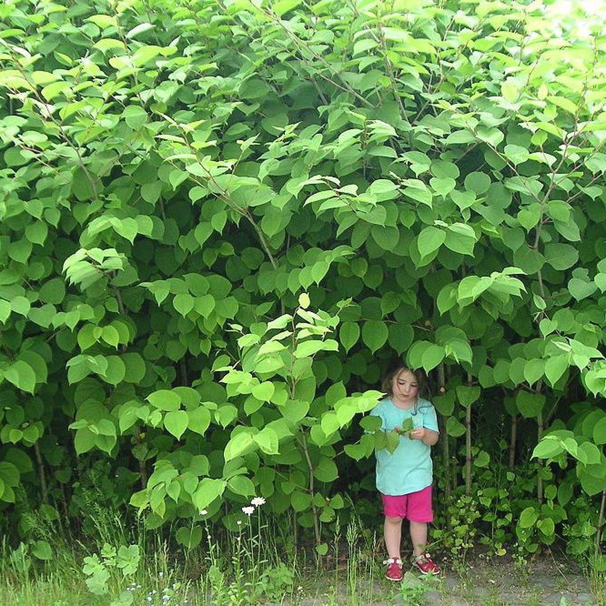 Jardín con Hierba nudosa japonesa (Fallopia japonica)